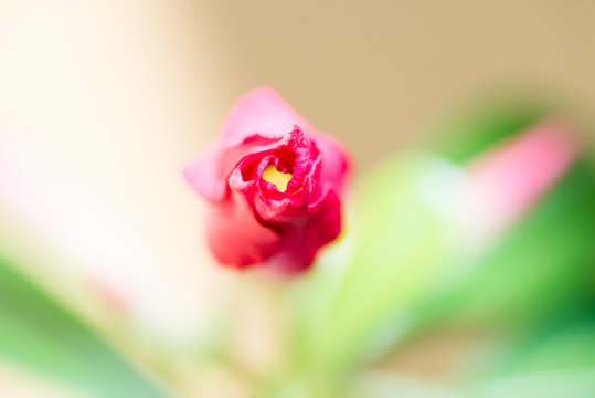 Close-up of Kalachuchi flower