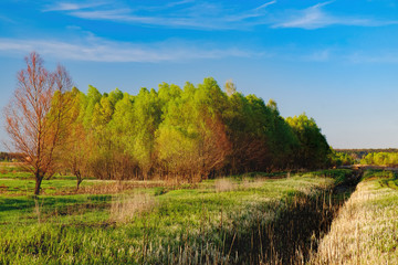 Mixed deciduous-coniferous forest landscape under evening sky with clouds in sunlight, Irpin, Ukraine. Green meadow with young grass, the first spring greens. Path to forest under sun beam
