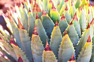   abstract leaf of cactus plant and light