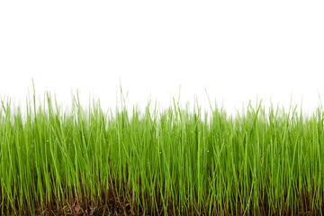 Green grass field isolated on white background
