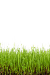 Green grass field isolated on white background