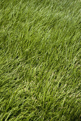 Foliage background showing plants outdoors