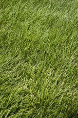 Foliage background showing plants outdoors
