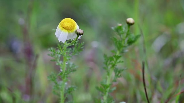 Chrysanthemum coronarium (Primrose Gem) Crown Daisy wild flower on a rainy day in nature