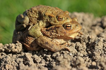 Erdkrötenpaar (Bufo bufo) auf Wanderschaft
