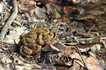 Erdkrötenpaar (Bufo bufo) erreicht das Laichgewässer 
