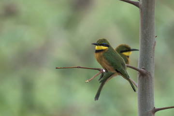 Little Bee-eater