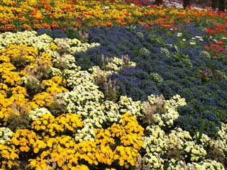Colorful sea of flowers