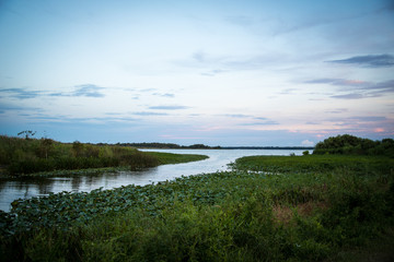 Fototapeta na wymiar Swamp Landscape Florida 