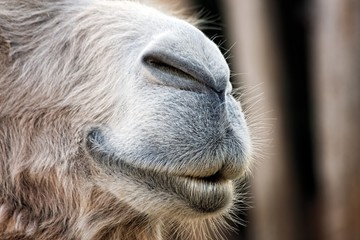 Camel face closeup