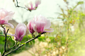 Naklejka premium Beautiful blossomed magnolia branch in spring - flowering magnolia flower