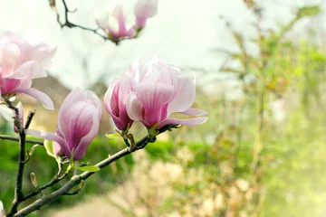 Foto op Canvas Beautiful blossomed magnolia branch in spring - flowering magnolia flower © PhotoIris2021
