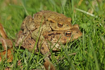 Erdkrötenpaar (Bufo bufo) auf Wanderschaft
