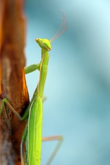 green praying mantis
