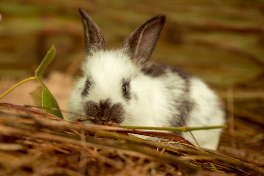 Cute rabbit eating green leaf in hay