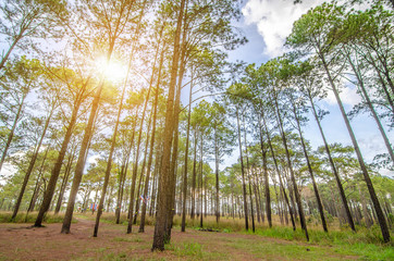 Naklejka premium forest trees. nature green wood sunlight backgrounds