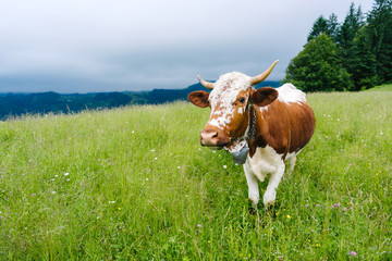 Cow grazing in the mountains on a meadow in cloudy weather