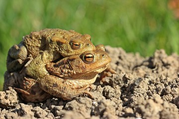Erdkrötenpaar (Bufo bufo) auf Wanderschaft
