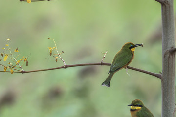 Little Bee-eater