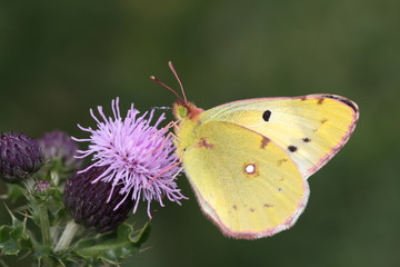 Gelber Heufalter an Distel