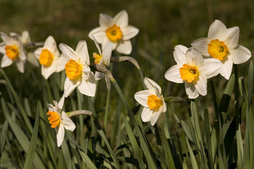 Fototapeta premium Osterglocken auf Wiese