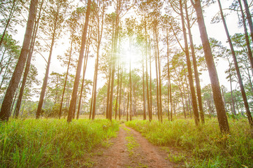 Obraz premium forest trees. nature green wood sunlight backgrounds