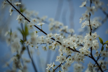 White sakura flower blossoming as natural background on blurred backdrop