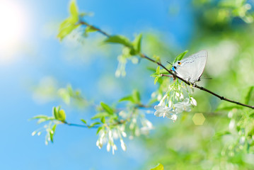 Blooming spring flowers and butterfly