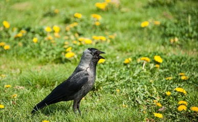 jackdaw bird with open beak goes on the lawn