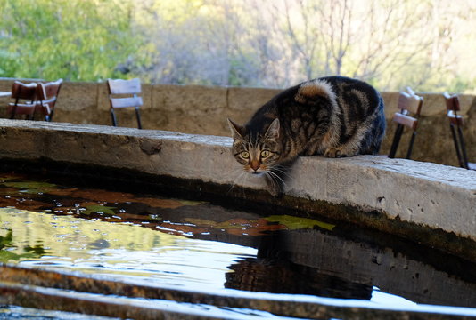 Chat et son reflet au bord d'une fontine en Provence. Seiilans.