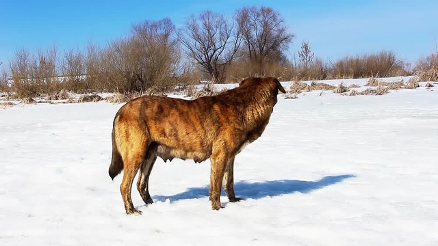 Wild dog standing on the snow hd