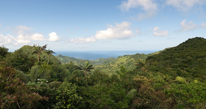 Fototapeta Grenada island - Grand Etang National Park - Forest and Caribbean sea