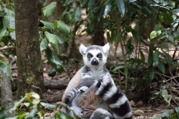 lemur