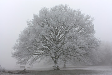 Mist and frosty tree in Newland's Corner, Guildford, Surrey, UK