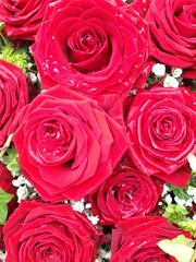 Red roses close-up