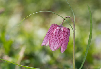 Fritillaria meleagris or snake's head fritillary or chess flower is an endangered species of wildflower that is rarely found in the wild