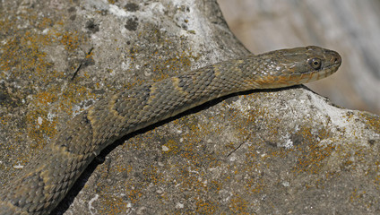 Naklejka premium Lake Erie Watersnake (Nerodia sipedon insularum) basking on th rock by the Lake Erie at Lighthouse Point Provincial Nature Reserve in Pelee Island, Ontario, Canada.