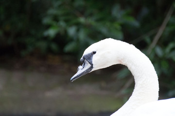 Swan head 