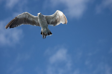 seagull in Sky 