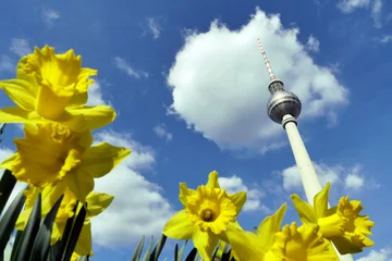 Selbstklebende Fototapeten Berlin, tv tower and daffodils on a sunny day © ploosy