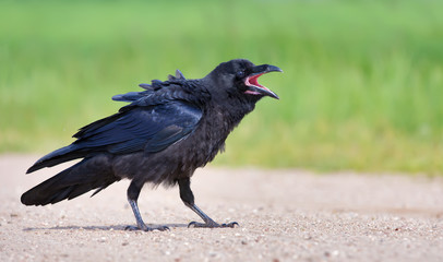 Young Common Raven walking on the road with open beak 