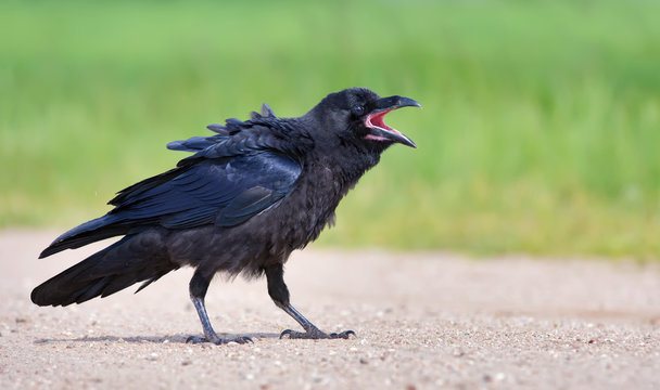 Young Common Raven walking on the road with open beak 