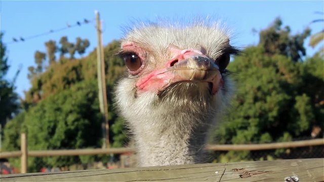 Ostrich Looking