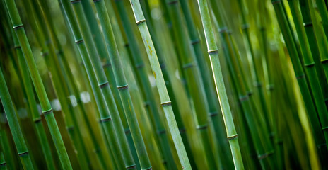 bamboo pano