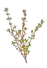 Thyme sprig isolated on white background