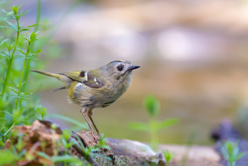 Goldcrest sitting and posing near a water pond 