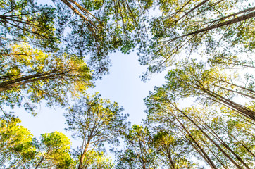 forest trees. nature green wood sunlight backgrounds.