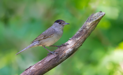 Male Eurasian Blackcap perched on an old dry branch 