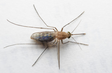 macro close up mosquito on white paper.