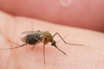 macro close up mosquito on human skin.